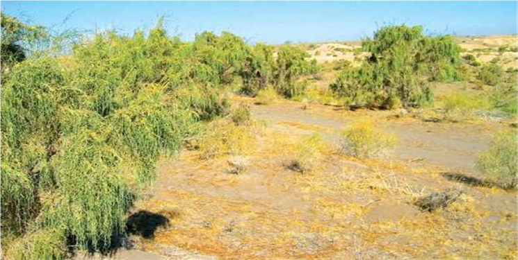 پوشش گیاهی در قم با استفاده از پساب تقویت می‌شود