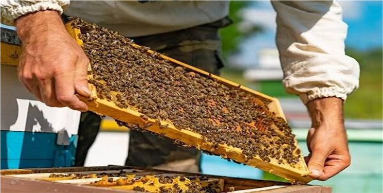 تولیدات زنبورداران در قم رشد کرد