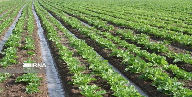 کشاورزی سنتی در حریم شهر قم باید اصلاح شود