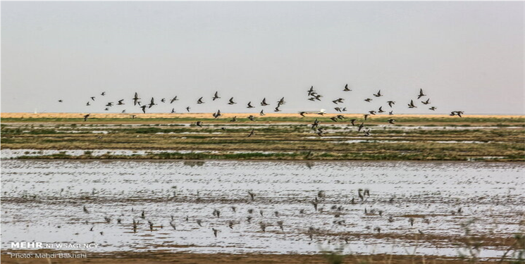 بیش از ۳۵ هزار پرنده مهاجر در تالاب مره ثبت شد